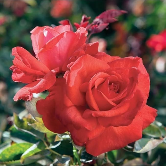Light Red Climbing Rose Live Plant, Can Grow As Rose Bushes Shrubs, Fragrant Ready to Plant, Starter Size, 5 to 10 Inc Tall, Dormant in Winter