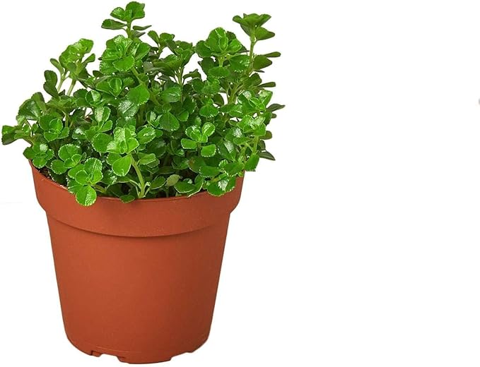 Nettle Baby's Tear Live Plant for Indoor | Different Houseplants in 3'' Pot | Real House Plant for Living Room, Office, Desk & Bathroom | Baby tear's