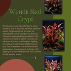 1/3/5 Potted Wendtii Red Crypt (Cryptocoryne Wendtii 'Red') by Shore Aquatic - Perfect for Adding Vibrant Highlights to Aquariums (3 Pack)