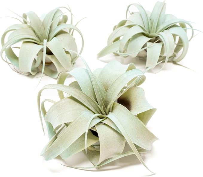 Light Blue Colorful Tillandsia Air Plants -Long Lasting Color Enhanced Live Tillandsia Succulent House Plants - Home and Garden Decor -Easy Care Indoor/Outdoor Plants (Mini Xerographica, Pack of 3)