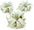 Light Blue Colorful Tillandsia Air Plants -Long Lasting Color Enhanced Live Tillandsia Succulent House Plants - Home and Garden Decor -Easy Care Indoor/Outdoor Plants (Mini Xerographica, Pack of 3)
