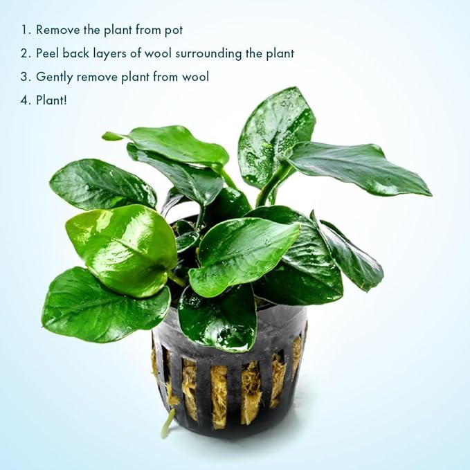 SubstrateSource Anubias Live Aquarium Plants - Potted Freshwater Plant for Fish Tanks, Terrariums - Beginner Friendly Low Light (Nana Thick Leaf, 1 Pot)