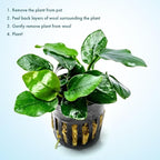 SubstrateSource Anubias Live Aquarium Plants - Potted Freshwater Plant for Fish Tanks, Terrariums - Beginner Friendly Low Light (Nana Thick Leaf, 1 Pot)