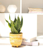 Snake Plant Sansevieria Laurentii (6" Grower Pot) - Air-Purifying Houseplant - Easy to Care Houseplant for Beginners - Bright to Medium Light Plant