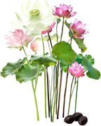Groundio 10Pcs Lotus Flower Seeds, Non-GMO, Pre-Cut High Germination Bowl Lotus Seed, Premium Aquatic Plants for Ponds & Bonsai (Pink/Red/Green)