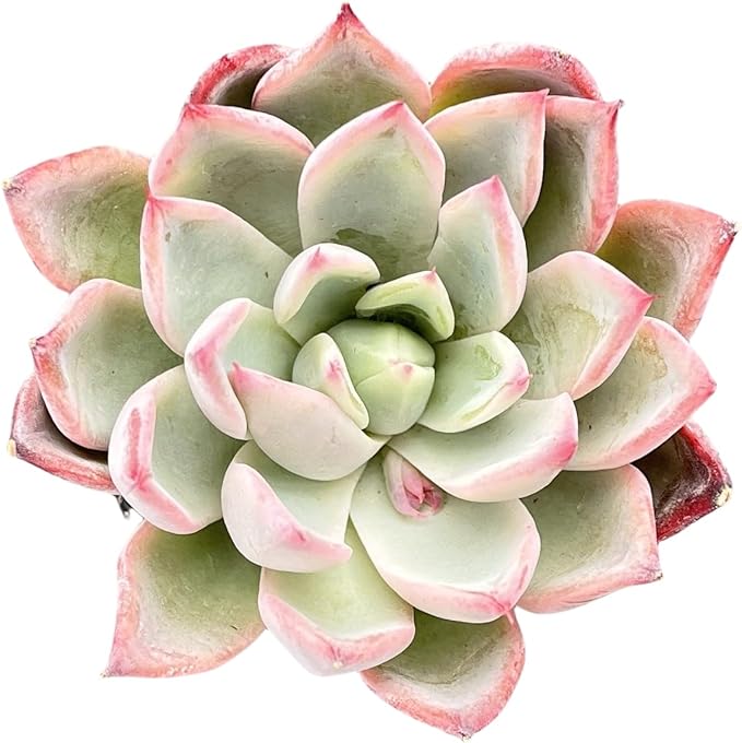 Sprout N Green Echeveria 'Aranjuez', Live Succulent Plant Fully Rooted in 2" Pot, Plant for Indoor Outdoor Home Office Wedding Decor DIY Project Party Favor, Pet Friendly, Easy to Care
