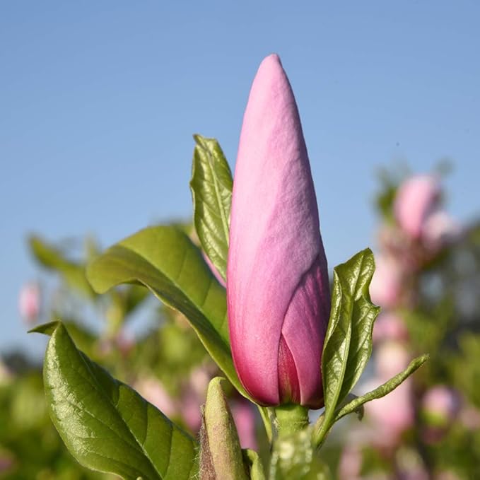 Perfect Plants Jane Magnolia Live Plant, 5 Gallon, Includes Care Guide