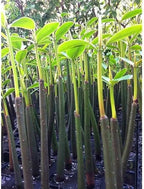 Generic AquaGardens | Red Mangrove - Live Plant (Medium + Heat Pack for Cold Weather Shipping), Green