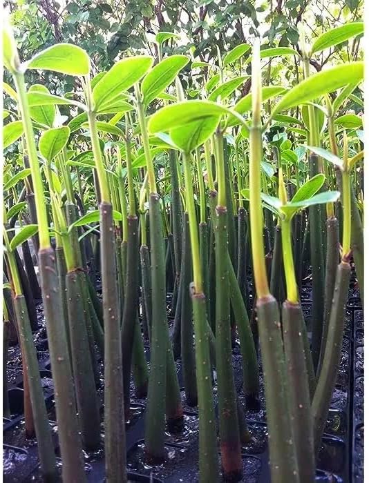 Generic AquaGardens | Red Mangrove - Live Plant (Medium + Heat Pack for Cold Weather Shipping), Green