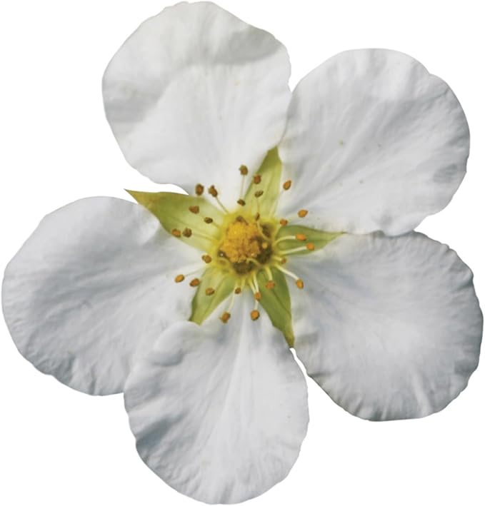Proven Winners Happy Face White Potentilla (Dasiphora fruticosa) Live Plant, 4.5" Qt, 4 Pack