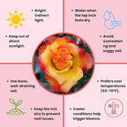 Rose Live Plant, Roses Flower Plant, Fragrant Flower for Planting, 4-6 Inches Tall, Bush Shrub Plants, Well Rooted, Ready to Grow (Red Yellow Rose)