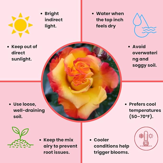 Rose Live Plant, Roses Flower Plant, Fragrant Flower for Planting, 4-6 Inches Tall, Bush Shrub Plants, Well Rooted, Ready to Grow (Red Yellow Rose)