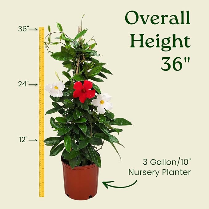 Live Mandevilla Flowering Plant - Trellis - Mixed Red Giant and White Giant - Tropical Plants of Florida - Overall Height 36" (Plant Only)