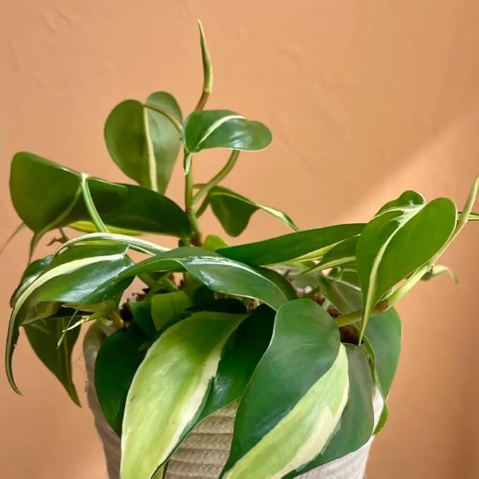 Philodendron Plant Live, Rare Tropical Variegated Live Indoor Houseplant for Home Office, 5-8" Tall, No Pot (Silver Philodendron)