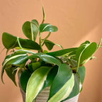 Philodendron Plant Live, Rare Tropical Variegated Live Indoor Houseplant for Home Office, 5-8" Tall, No Pot (Silver Philodendron)