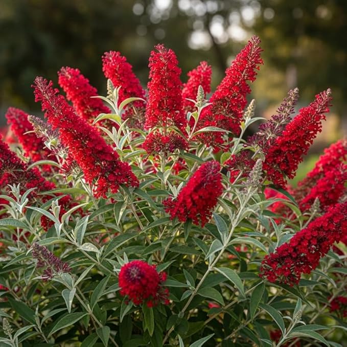 Red Butterfly Bush Live Shrub Plant Shrub, Buddleia Bush Well Rooted, 5 to 10 Inc Tall