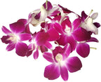Miami Fresh Orchid Flower OrchidClub USA Sunne Tropical Loose Bloom DIY Lei Food Drink Decoration (50 PURPLE)