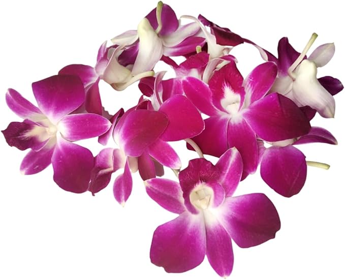 Miami Fresh Orchid Flower OrchidClub USA Sunne Tropical Loose Bloom DIY Lei Food Drink Decoration (50 PURPLE)