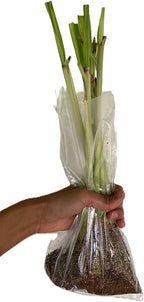 Lemongrass 4 Live Plants Each 8-12" Tall fully rooted