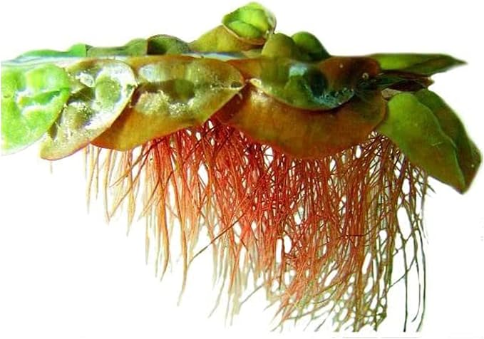 Red Root Floaters Live Plant Portion Cup 4 Ounce Aquarium Plants Live for Shrimp Tank Plants Nutrient Control Fast Growing Floating Cover