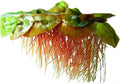 Red Root Floaters Live Plant Portion Cup 4 Ounce Aquarium Plants Live for Shrimp Tank Plants Nutrient Control Fast Growing Floating Cover