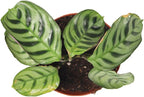 Calathea Ctenanthe x Burle Marx - 2" from California Tropicals