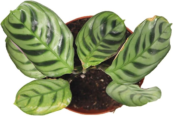 Calathea Ctenanthe x Burle Marx - 2" from California Tropicals