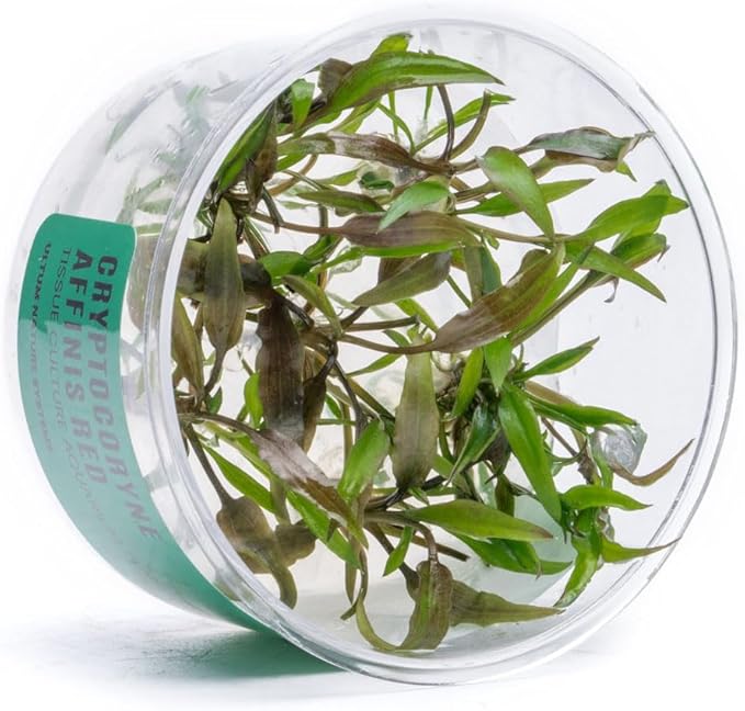 Ultum Nature Systems Cryptocoryne Affinis Red Tissue Culture Live Plant for Aquarium, Aquascape, Freshwater Fish Tanks - 100% Snail Free in Vitro