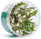 Ultum Nature Systems Cryptocoryne Affinis Red Tissue Culture Live Plant for Aquarium, Aquascape, Freshwater Fish Tanks - 100% Snail Free in Vitro