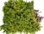 Live Terrarium Moss Assortment