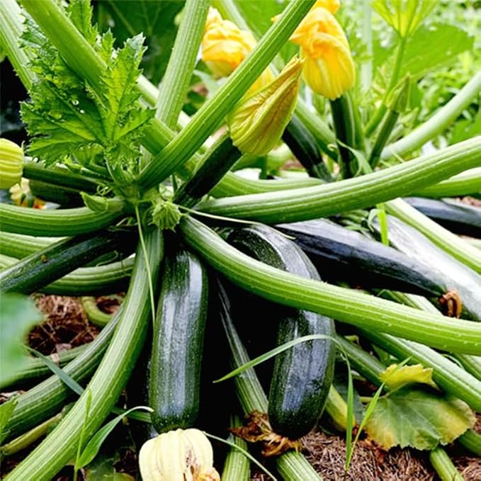 2 Green Zucchini Plants Live for Planting, Squash Plants Live for Planting, 4 to 6 Inches Tall