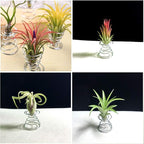 20 PCS Stainless Steel Plant Display Racks Air Plant Stand Airplant Container Make Home for and Fashionable Durabl Metal