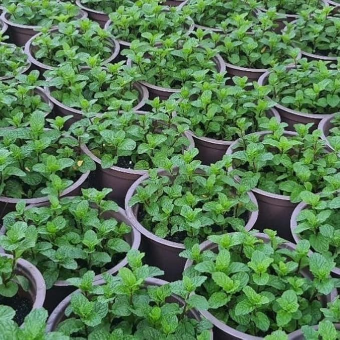 4 Mixed Mint Plants Live for Spring Planting, Fragrant Culinary Herb Mint for Indoor Outdoor Zones 3-11, Very Hardy and Fast Growing, Size 4-7" in Tall
