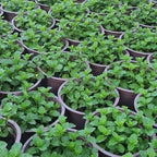 4 Mixed Mint Plants Live for Spring Planting, Fragrant Culinary Herb Mint for Indoor Outdoor Zones 3-11, Very Hardy and Fast Growing, Size 4-7" in Tall