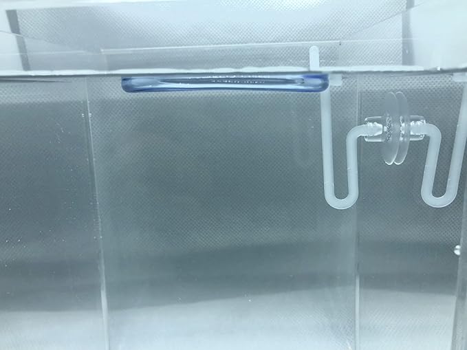 Aquarigram 60+ Giant Duckweed (+Mystery Plant + Invisible Feeding Ring) Live Aquatic Floating Plant for Aquarium (spirodela polyrhiza)