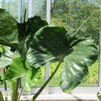 2 Pointed Leaf Alocasia Plants Live Houseplant for Indoor Outdoor Growing, 4 to 8 Inches Tall, Rare and Hardy