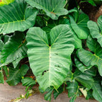 2 Green Giant Taro Alocasia Plants Live Houseplant for Indoor Outdoor Growing, 4 to 8 Inches Tall, Rare and Hardy
