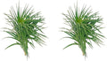 ragnaroc Air Plants - Flowering Tillandsia Pink Paske Large 5" - 2ct - Live Arrival Guaranteed - House Plants for Home Decor & Gift