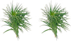 ragnaroc Air Plants - Flowering Tillandsia Pink Paske Large 5" - 2ct - Live Arrival Guaranteed - House Plants for Home Decor & Gift