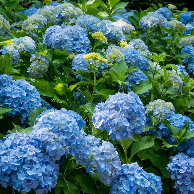 2 Blue Hydrangea Live Plants for Planting | 12-24" Rooted Cuttings | Cold-Hardy Macrophylla Flowering Shrub | Dormant Plant