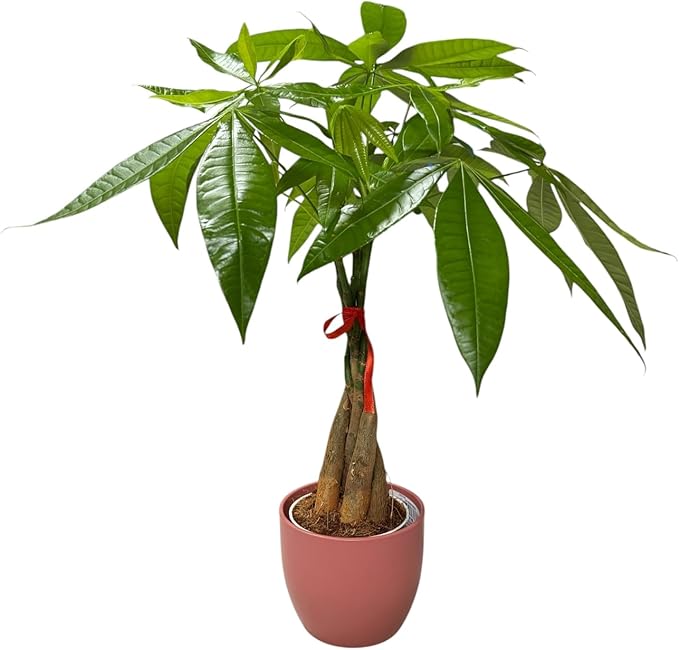 Money Tree Live Plant | 14-22 Inches Tall Bonsai | Easy to Grow Indoor Houseplant | Home, Office, or Room Decor | Birthday, Housewarming Gift (Coral)