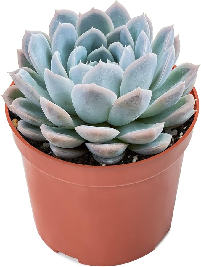 Sprout N Green Echeveria Elegans Mexican Snowball, 1 Live Mini Succulent Plant Fully Rooted in 4 inch Starter Pot, Indoor Outdoor Home Office Wedding Decoration Party Favor