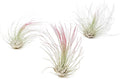 Raspberry Colorful Tillandsia Air Plants - Long Lasting Color Enhanced Live Tillandsia Succulent House Plants - Home and Garden Decor - Easy Care Indoor/Outdoor Plants (Argentea Thin, Pack of 3)