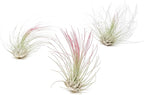 Raspberry Colorful Tillandsia Air Plants - Long Lasting Color Enhanced Live Tillandsia Succulent House Plants - Home and Garden Decor - Easy Care Indoor/Outdoor Plants (Argentea Thin, Pack of 3)