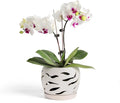 Fayoula Ceramic Orchid Pot with Holes & Saucers, 5.5 inch Plant pots for Indoor and Outdoor use, Wind-Worn Texture Cutout Promoting air Circulation and Drainage(Pots Only)