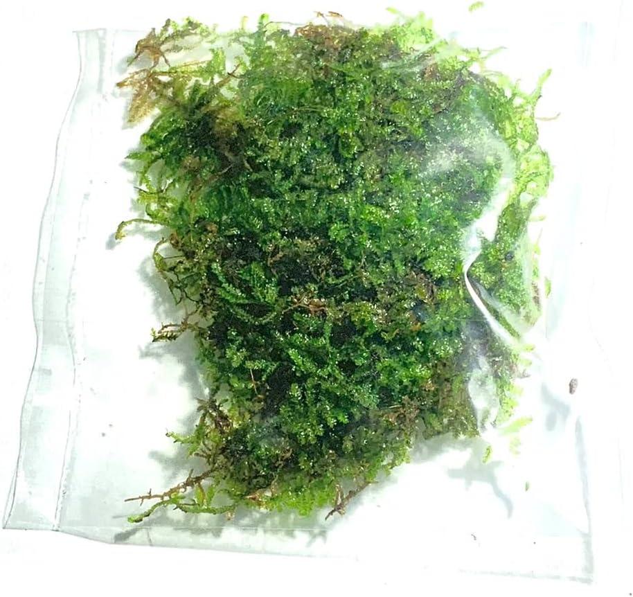 Marcus Fish Tanks Christmas Moss Vesicularia Montagnei Easy to Grow Live Aquarium Plants Buy 2 Get 1