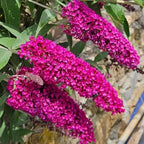 Raspberry Butterfly Bush Live Shrub Plant Shrub, Buddleia Bush Well Rooted, 5 to 10 Inc Tall
