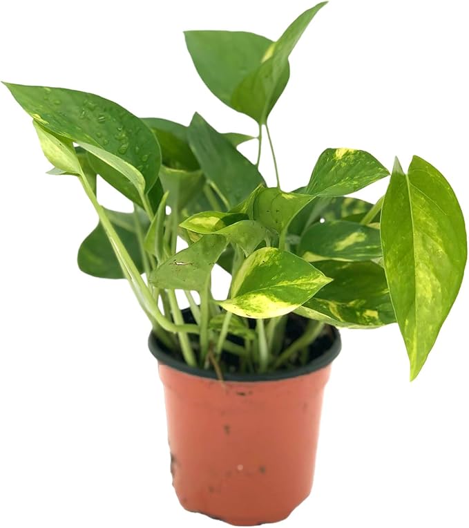 Live Pothos Plant - Epipremnum aureus Golden Pothos Plant - ragnaroc Tropical Plant 5-8” Tall - 1ct Live Arrival Guaranteed - Low Maintenance House Plants for Home Decor & Gift