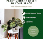 Live Plant, Red Maranta Prayer Plant, Pet Friendly, Air Purifying Plant, Easy Care, Easy to Grow Live Indoor Plant, Houseplant, Rare Indoor Plant, Home Décor 4.7 inch Pot (Slate)