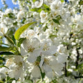 2 Mock Orange Plant Live | Mock Orange Shrub Plants for Gardens | 1–2 Ft Tall Outdoor Bushes | Suitable for Yard Planting and Landscape Use